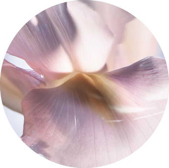CONCRETĂ DE IRIS PALLIDA NOBIL