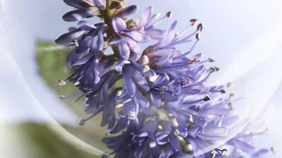 PATCHOULI VIBRANT