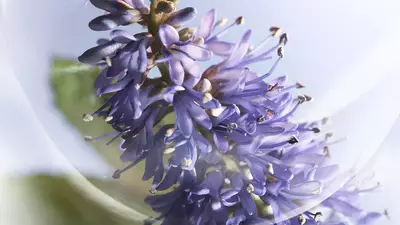 PATCHOULI VIBRANT
