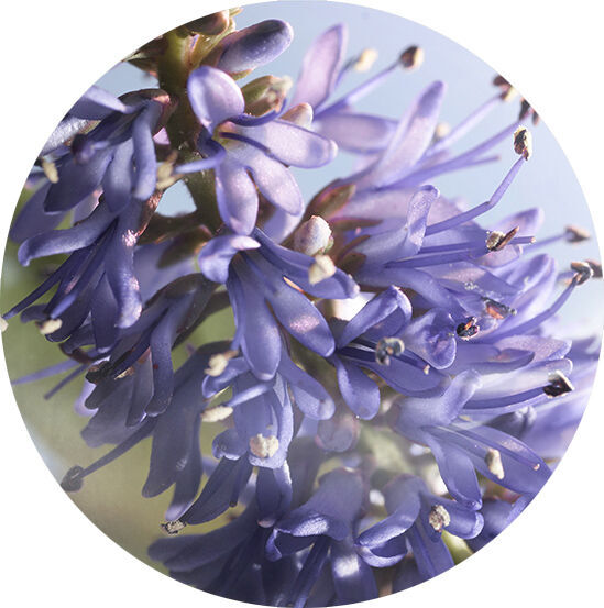 PATCHOULI VIBRANT