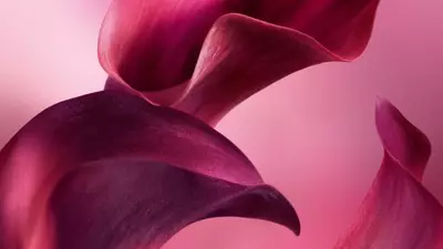 ABSOLUT CATIFELAT DE FRUNZE DE VIOLETE