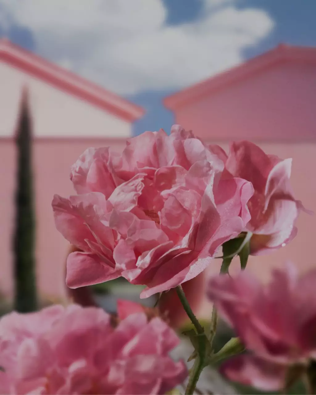 Domaine de la Rose de la Lancome