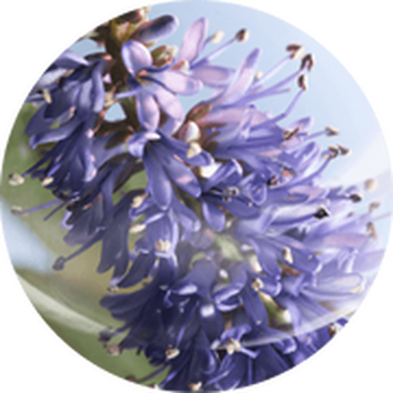 Flori violet deschise, cu petale delicate, aranjate armonios intr-un buchet parfumat, pe un fundal luminos.