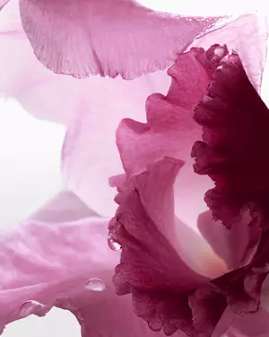 Ilustrație florală parfum Lancome